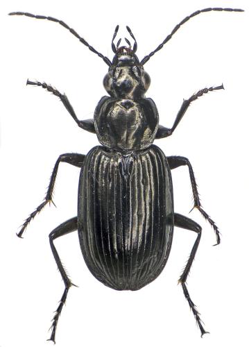 Réf. 298 947 : Agonum hypocrita
